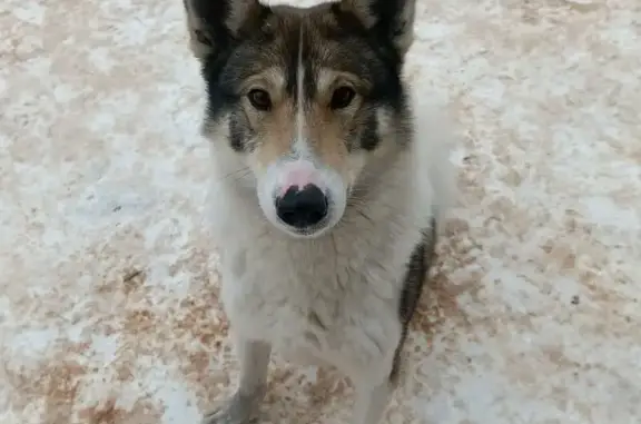 Найдена лайка, 4 Володарское