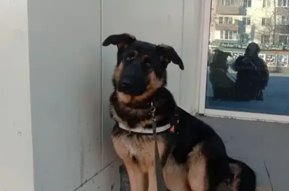 Собаки потеряшки, Челябинск, фото: Потеряшка собака, ул. Гагарина, Челябинск