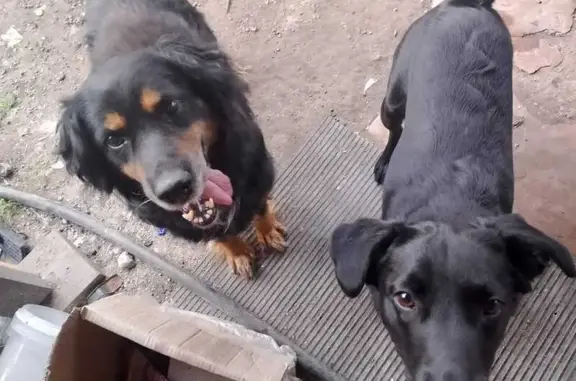 Собаки потеряшки, Курган, фото: Потеряшка собака в СНТ Зауральский садовод