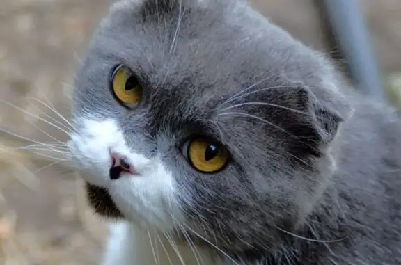 Потерянные животные Михайловск, фото: Пропал кот, Демьяновская 37, Михайловск