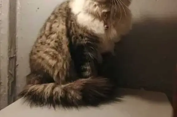 Найдена кошка, Санкт-Петербург, фото: Кошка найдена, ул. Костюшко, 78, СПб