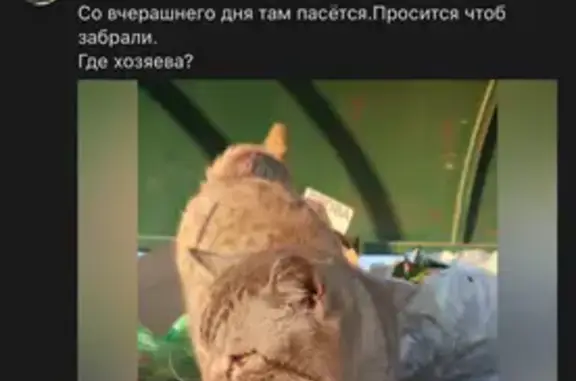 Кот найден в Шмидтово, Уфимский район