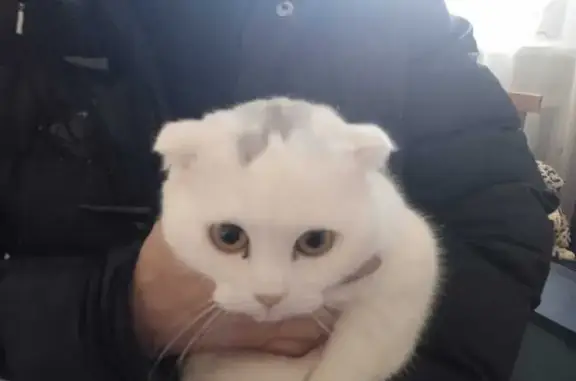 Найдена кошка, Каменск-Уральский, фото: Кошка найдена, ул. Белинского, 6А