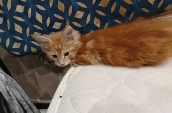 Кошки потеряшки, Емельяново, фото: Потеряшка кошка, Качинская ул., Емельяново