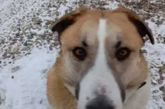 Найдена собака, Московская область, фото: Крупный метис алабая найден в МО