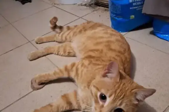 Найдена кошка, Ставрополь, фото: Кошка найдена: Заветная ул., 2, Ставрополь