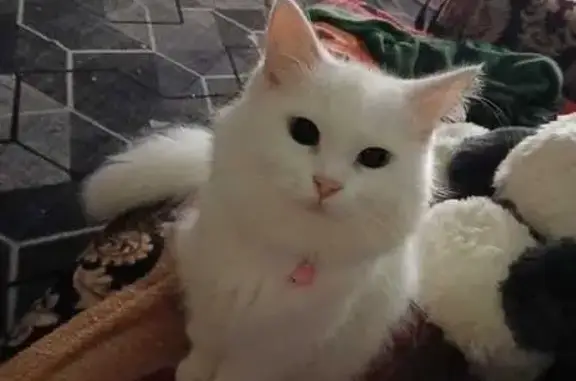 Пропала кошка, Конная ул., 28, Псков