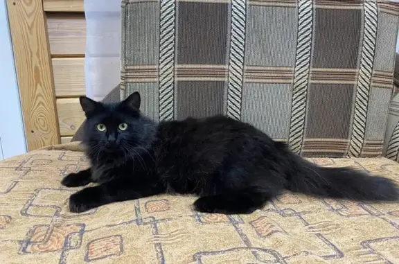 Кошки потеряшки, Балахна, фото: Потеряшка кошка, пр-т Дзержинского, 44