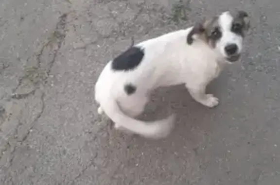 Собаки потеряшки, , фото: Потеряшка собака на Красноармейской ул.