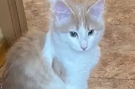 Кошка найдена: пр. Космонавтов, 31, Ухта