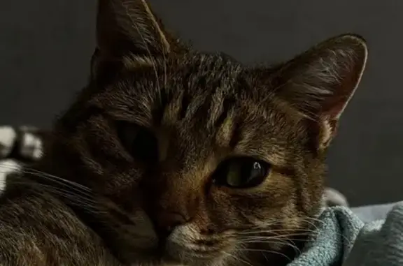 Кошки потеряшки, Краснодар, фото: Потеряшка кот на ул. Калинина, 125, Краснодар