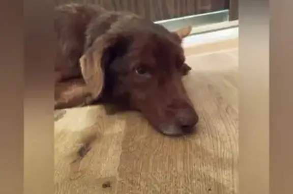 Собака найдена, 8-я Садовая, Советский район