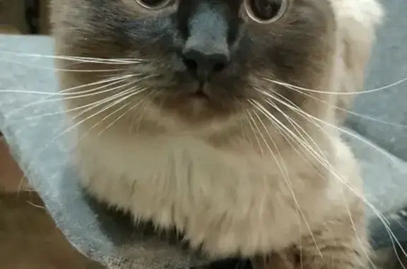 Кошки потеряшки, Республика Коми, фото: Потеряшка кот, Ярега, Коми