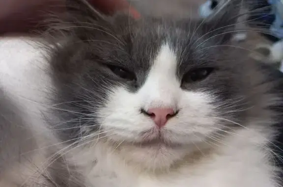 Кошки потеряшки, Ейск, фото: Потеряшка кошка, ул. Шмидта 175, Ейск