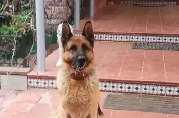 Собаки потеряшки, Московская область, фото: Потеряшка овчарка в Осоргино, МО