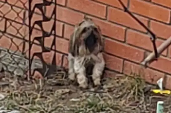 Найдена собака, Плеханово, фото: Найдена собака, ул. Ленина 10, Плеханово