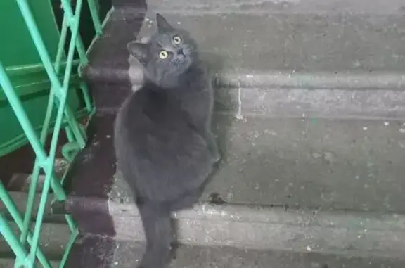 Кошка найдена, ул. Карла Маркса, Зеленодольск