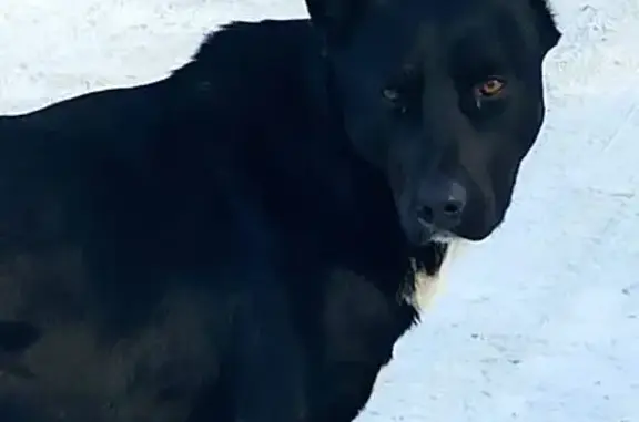 Собака найдена: Варшавская 2Б, Екатеринбург