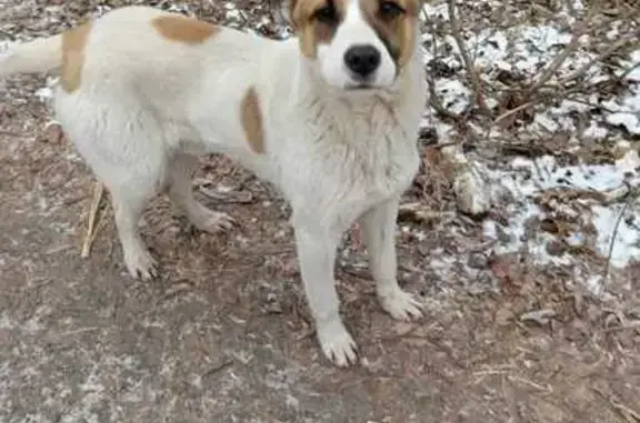 Найдена собака, ул. Зубковой, Рязань