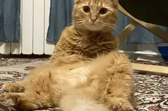 Кошки потеряшки, Санкт-Петербург, фото: Потеряшка кошка, Большеохтинский пр., 41