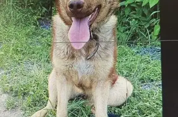 Собаки потеряшки, Таганрог, фото: Потеряшка собака на Мариупольском шоссе