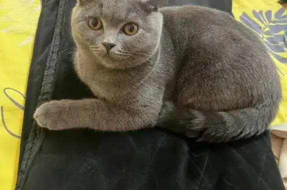 Пропала кошка, Мирзо Улугбек, Туркестан - photo