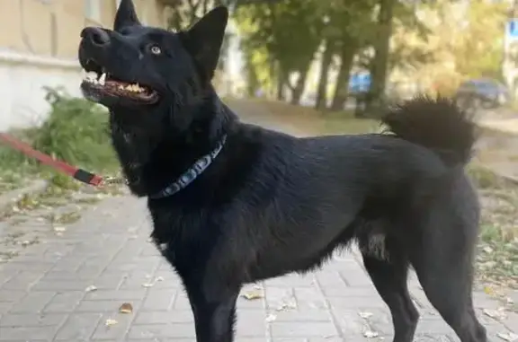 Пропала собака на Центральной улице, Разнежье.