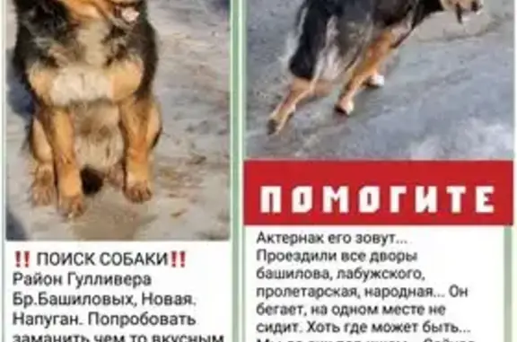 Собаки потеряшки, Оренбург, фото: Потеряшка собака, Чебеньковская 103, Оренбург