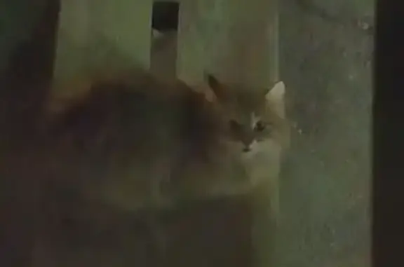 Трехцветная кошка найдена на ул. Дружбы