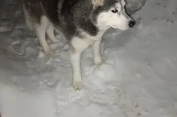 Найдена собака, Стрежевой, фото: Хаски найдена, Комсомольская ул., Стрежевой