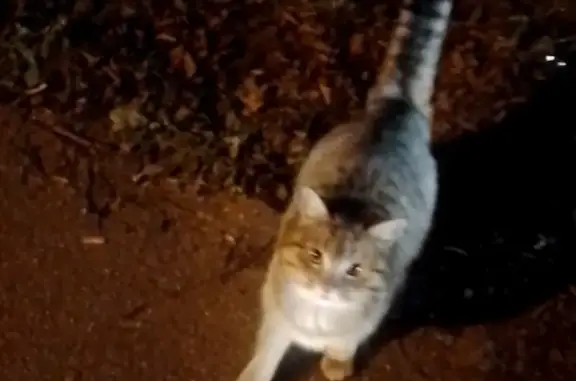 Найдена кошка на Вагоностроительной, Калининград
