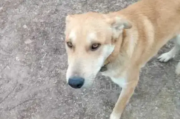 Найдена собака, Боголюбово, фото: Собака найдена: ул. Фрунзе, Боголюбово