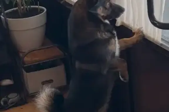 Собаки потеряшки, , фото: Потеряшка собака, Медовая ул. 15, Ижевск