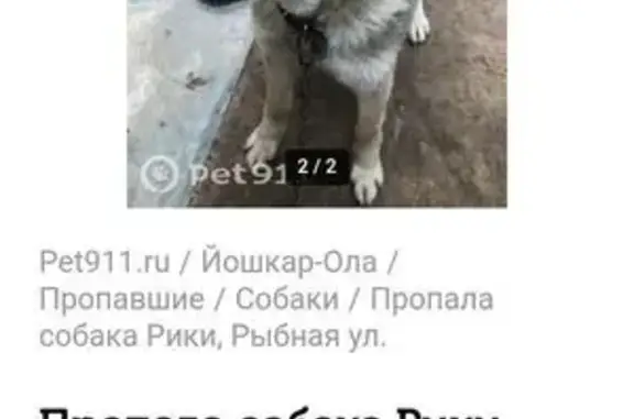 Собака найдена на Центр. ул., Руэм
