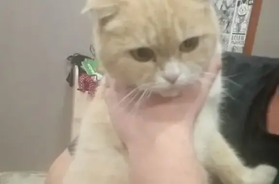 Найдена кошка, Школьная ул., 68, Курган