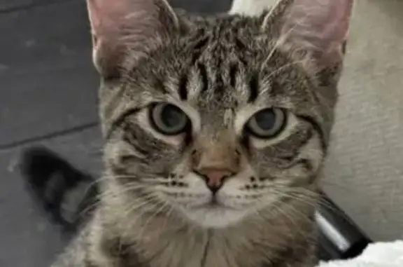 Кошки потеряшки, Волжский, фото: Потеряшка кошка, ул. Акад. Королёва, 1