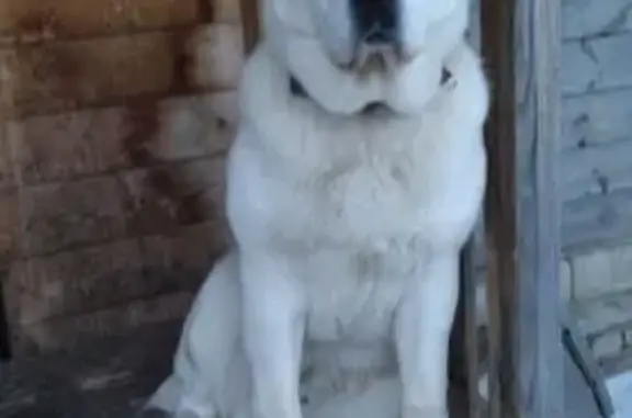 Собаки потеряшки, Курган, фото: Потеряшка собака, Курган, 7:00 утра