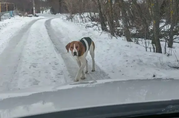 Найдена собака, Пачелма населенный пункт, фото: Кобель найден: ул. Драгунова, Пачелма