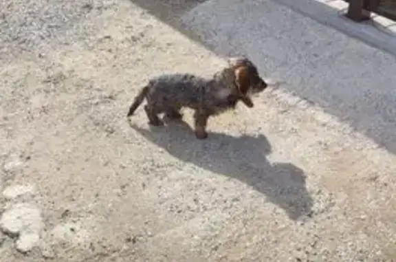 Найденные животные Ставрополь, фото: Найдена собака, Спутник-5, 604, Ставрополь