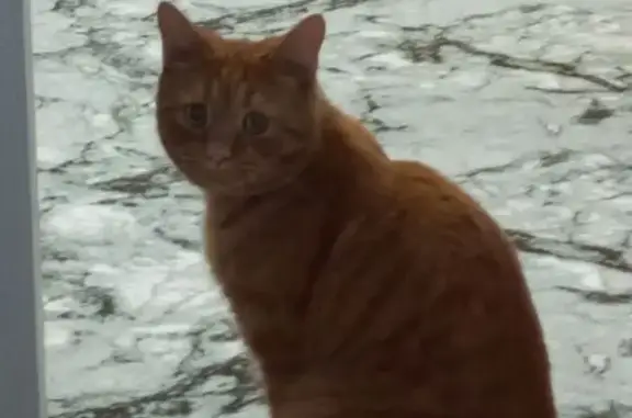 Кошки потеряшки, Курган, фото: Потеряшка кошка, Школьная ул., Курган