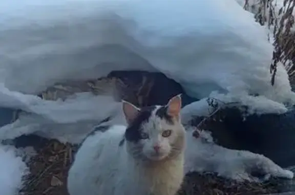 Найдена кошка, Куса, фото: Котик найден: ул. Урицкого, 26, Куса