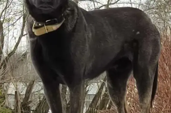 Собаки потеряшки, Тягун, фото: Потеряшка собака, Тягун, Нижне-Заречная