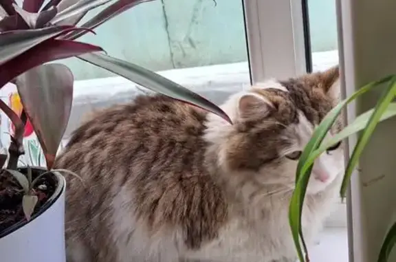 Найдена кошка, Пенза, фото: Кошка найдена: Пролетарская ул., 3, Пенза