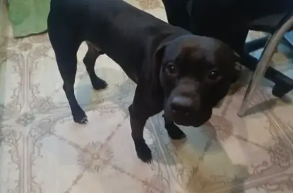 Найдена собака, ул. Крюкова, Курск