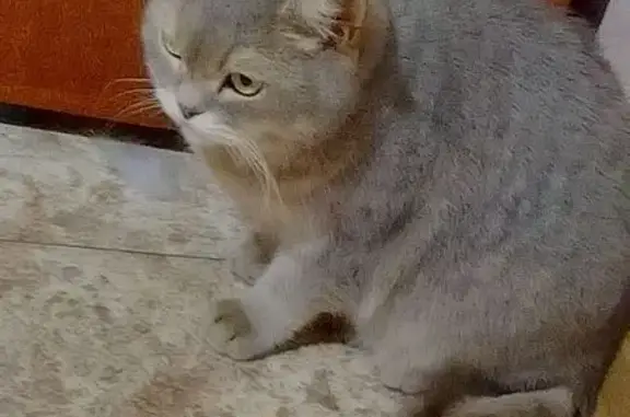 Котик найден: пр. Шахтёров, 25В, Берёзовский