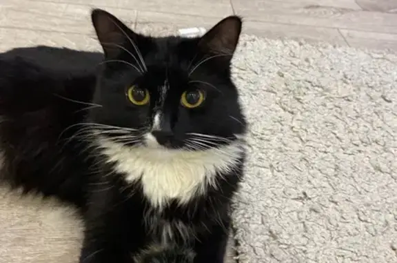 Кошки потеряшки, Пенза, фото: Потеряшка кошка Рагнар, Электр. проезд, 10