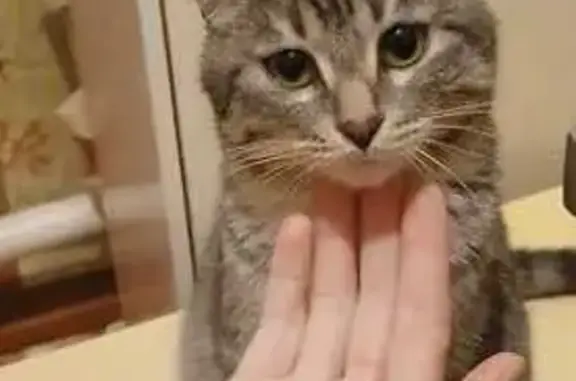 Пропала кошка, Бреды, 75К-009 - photo