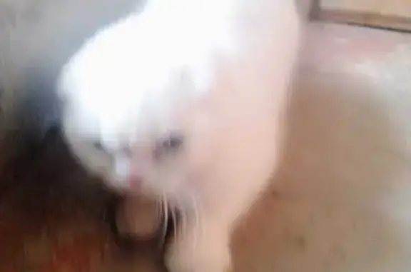 Найдена кошка, Нефтекамск, фото: Кошка найдена: ул. Нефтяников, 7А, Нефтекамск