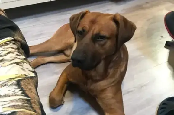 Собаки потеряшки, Москва, фото: Потеряшка собака, Москва