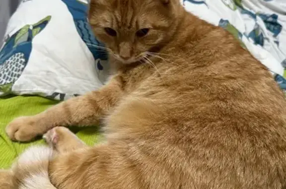 Кошки потеряшки, Санкт-Петербург, фото: Потеряшка кошка, ул. Карпинского, 22